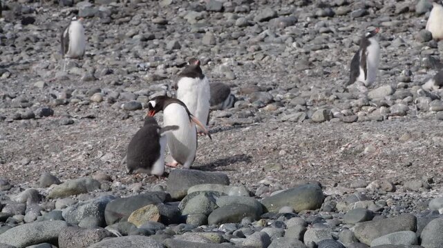 Gentoo Penguin finding chick in Antarctica
