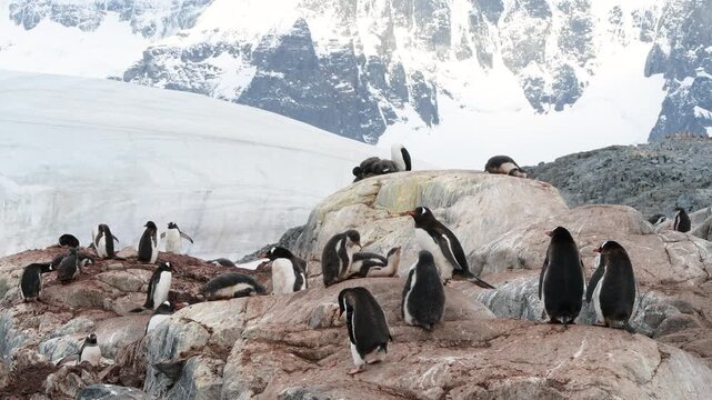 Gentoo Penguins on nest in Antarctica