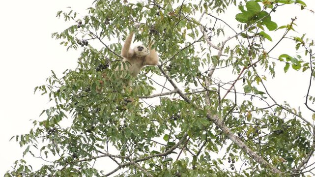 Common GibbonWhite-handed Gibbon on branch  in natural habitats in the forest at khaoyai national park Thailand.