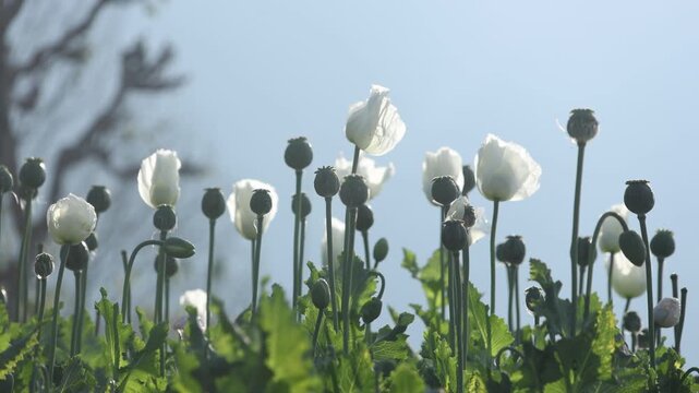 Soft, sunlit close-up of a delicate white poppy swaying gently in an open field. Green heads of opium poppy seeds growing in a field, Nepal