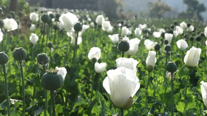 Close-up footage of beautiful white Opium Poppies (Papaver somniferum) flowering in a vast agricultural field under summer sunlight. opium poppy white background. White Opium Poppy, Papaver Somniferum