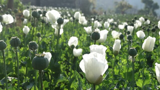Close-up footage of beautiful white Opium Poppies (Papaver somniferum) flowering in a vast agricultural field under summer sunlight. opium poppy white background. White Opium Poppy, Papaver Somniferum