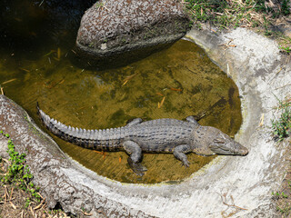 An overhead view of a large crocodile resting in a shallow, concrete-lined enclosure of murky water, basking with its tail submerged and its head on the dry edge