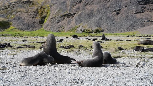  Fur Seal pup suckling milk from female close up