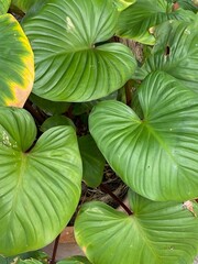 Close up of green leaves of Alocasia gigantea plant