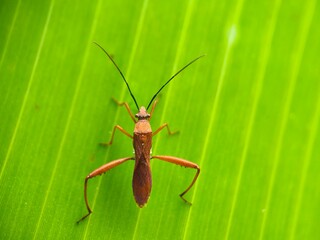 green bug on a leaf
