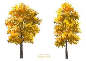 Vector side view ginkgo tree for environment scene in autumn,watercolor tree elevation for landscape concept,environment