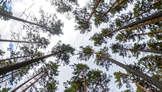 Low angle shot looking upward into tall trees with green foliage against an overcast sky. View evokes a feeling of space