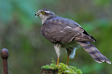 Female Sparrow-Hawk (Bird Hide Photography).