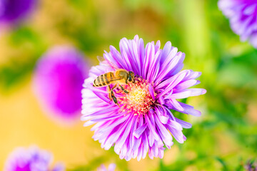 Obraz premium Aphid eating flies and bees gather honey on chrysanthemums, the charm of nature