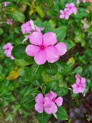 pink flowers in the garden
