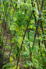Close-up of bitter melon (Momordica charantia) plant with green and ripening orange fruits hanging on vine under sunlight, showcasing natural tropical agriculture beauty