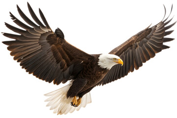 Obraz premium Bald eagle soaring majestically with outstretched wings against transparent background