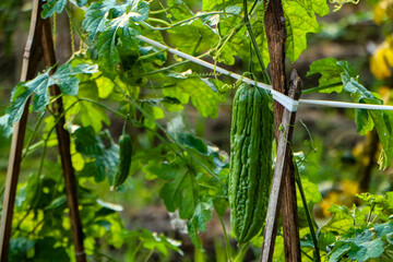 Close-up of bitter melon (Momordica charantia) plant with green and ripening orange fruits hanging on vine under sunlight, showcasing natural tropical agriculture beauty