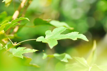 maple leaf, maple leaves or green leaf or Acer saccharum Marsh