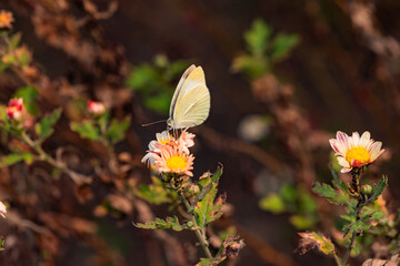 Butterflies flitted among the chrysanthemum blossoms