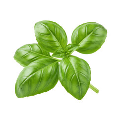 A cluster of fresh, vibrant green basil leaves on a slender stem with subtle dew drops, macro close-up against a transparent background, ample copy space, concept of natural freshness and healthy