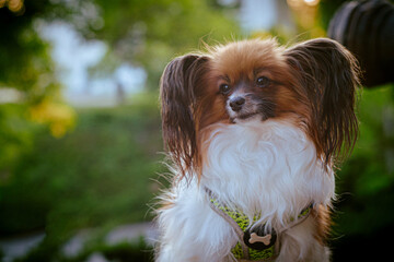 Papillon Dog in Summer Light