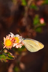Butterflies flitted among the chrysanthemum blossoms