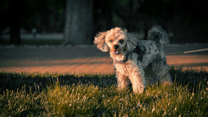 Small Dog Walking in the Evening Sunlight