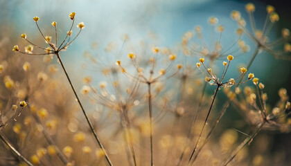 Soft focus golden meadow with delicate seed heads