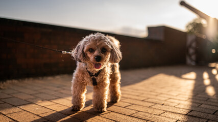 Small Dog Walking in the Evening Sunlight
