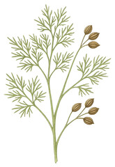 Fototapeta premium Dill leaves and seeds botanical illustration