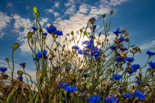 Feldblumen