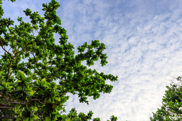 Tree with green leaves is in the foreground and the sky is blue