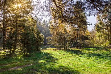 Forest with a path through it and a tree with a branch over the path
