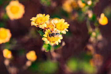 Aphid eating flies and bees gather honey on chrysanthemums, the charm of nature