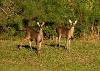 White tail deer in a North Carolina grassy area