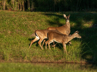 White tail deer in a North Carolina grassy area