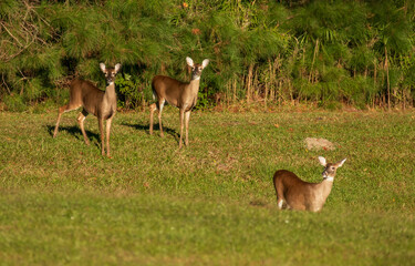 White tail deer in a North Carolina grassy area