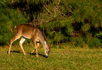 White tail deer in a North Carolina grassy area