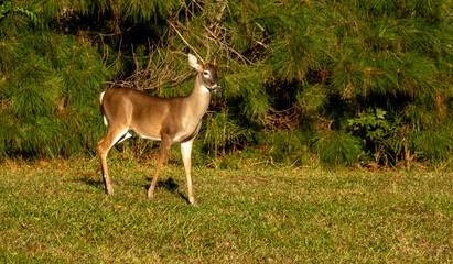 White tail deer in North Carolina