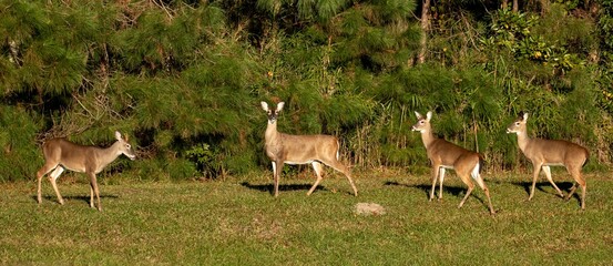 White tail deer in a North Carolina grassy area