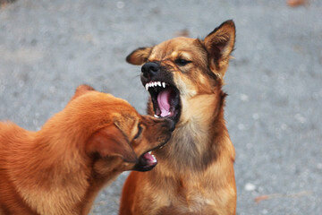 Two brown dogs are fighting violently and angrily