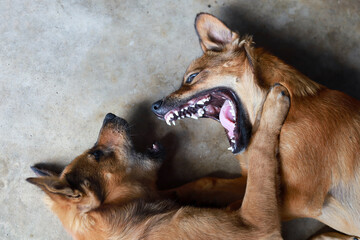 Two brown dogs are fighting violently and angrily