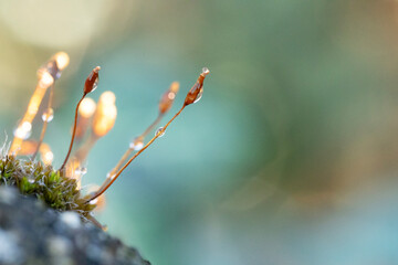 Glowing Moss Capsules with Backlit Water Drops