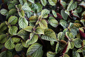 Lush green leaves of a beautiful houseplant thriving indoors in cozy natural light