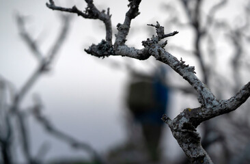 A mysterious forest with a dry tree without leaves with dark branches in the fog.