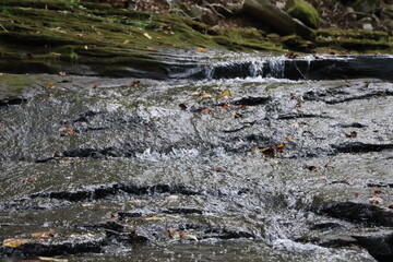 A cascading brook in a forest setting covered in moss and rocks.