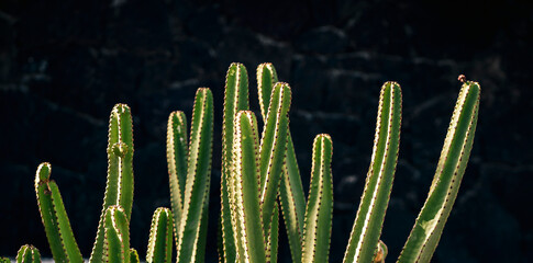 Exotic mini garden with large green cactus, a black and a white walls of a house on the background.