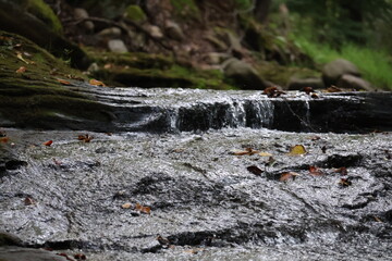 A cascading brook in a forest setting covered in moss and rocks.