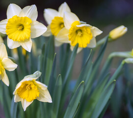 Daffodils flowers grow in a beautiful garden.
