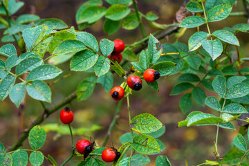 A bunch of ripe red rose hips on a rose bush among green leaves