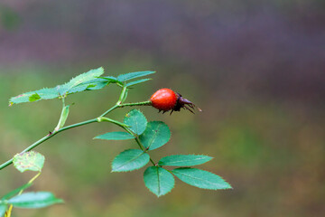 A close-up view of a single ripe red rosehip on a thin branch with green leaves. Blurred background.