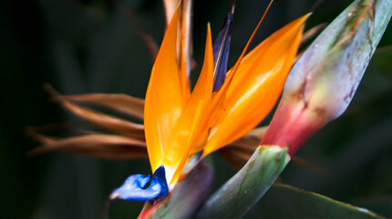 Beautiful flower strelitzia reginae, bird of paradise growing in a garden.