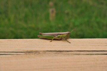 田んぼのイナゴ